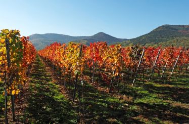 La Route des Vins d'Alsace